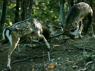 Fauna del Parco